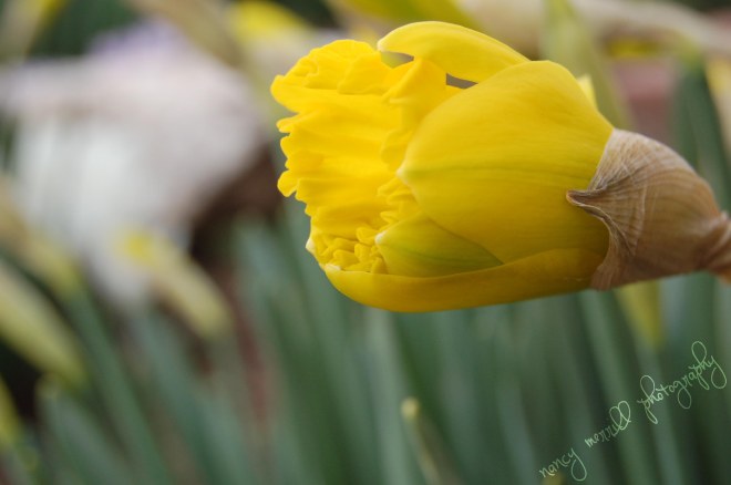 daffodil_bud