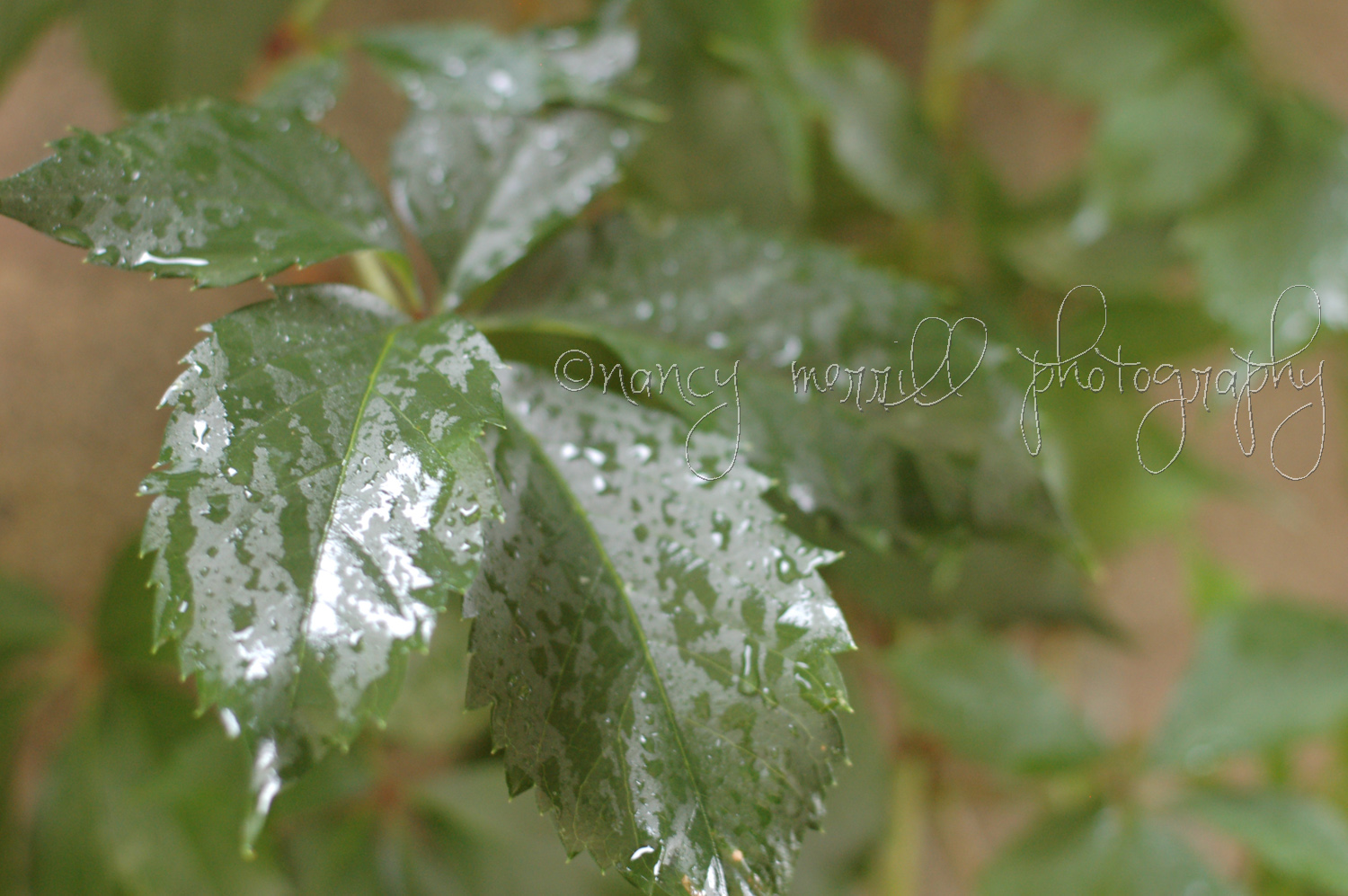 Rainy ivy leaf