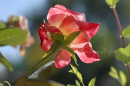 Sunny late rose
