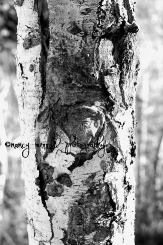 Black & white quacking aspen trunk