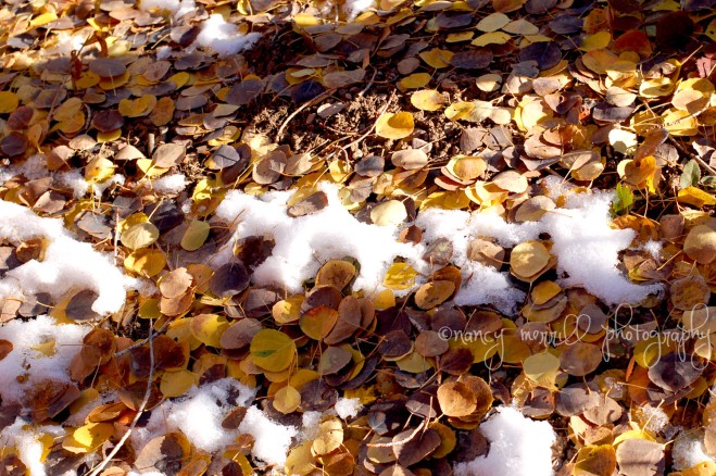 Quaking Aspen leaves in snow