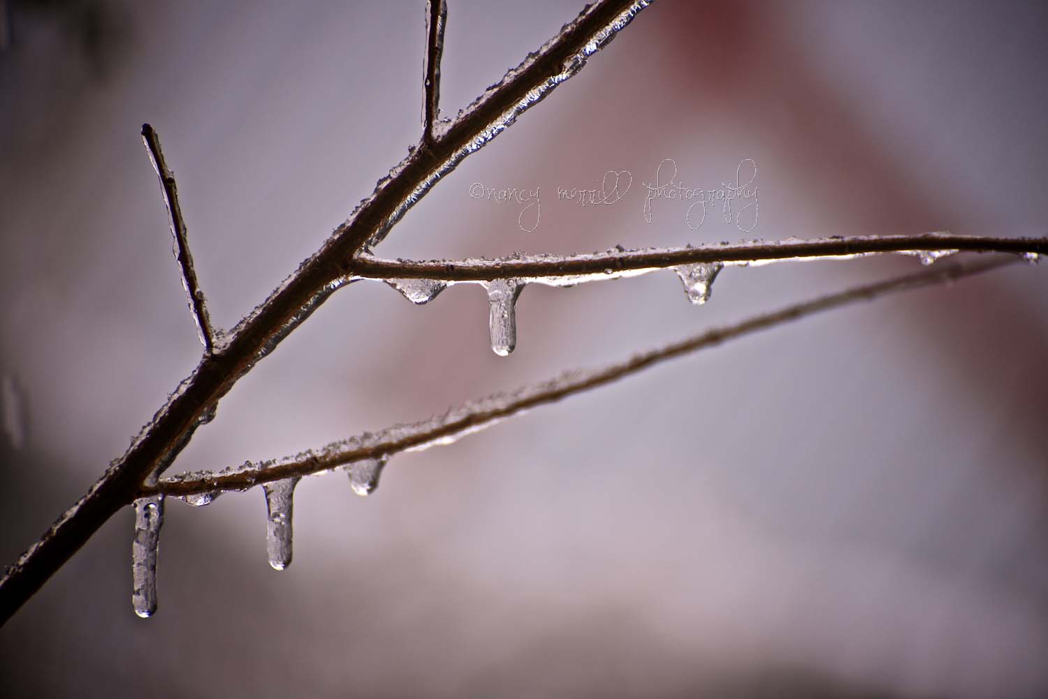Frozen branch