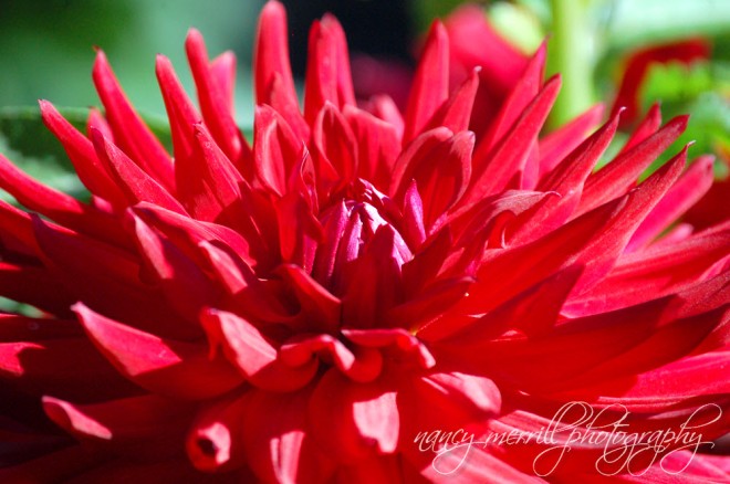 Close-up red dahlia