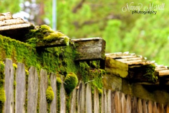 Mossy fence