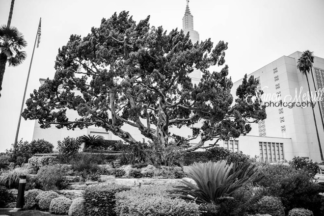 Los Angeles Temple tree